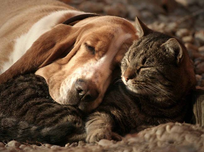 chiens-et-chats-bloblog dresser son chien