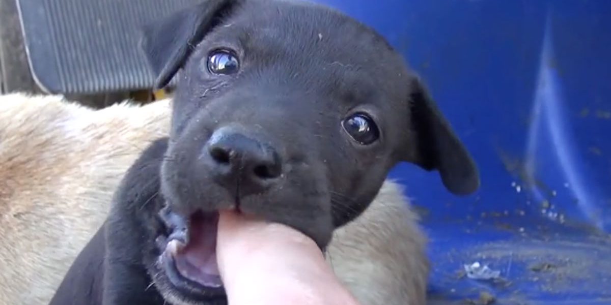 sauvetage chien, sauvetage d'un chiot