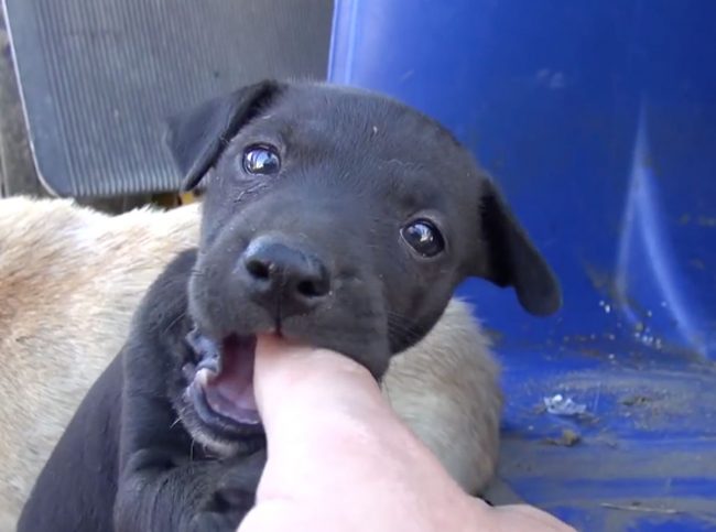 sauvetage chien, sauvetage d'un chiot