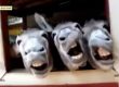 video animaux