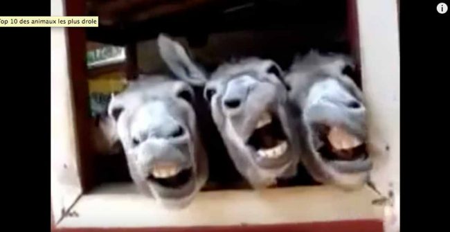 top10-animaux video animaux