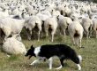 Chien de berger