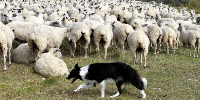 Des-chercheurs-ont-decrypte-l-algorithme-du-chien-de-berger Chien de berger
