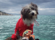 Sailor dog. Nirvana voyage avec son maitre en kayak