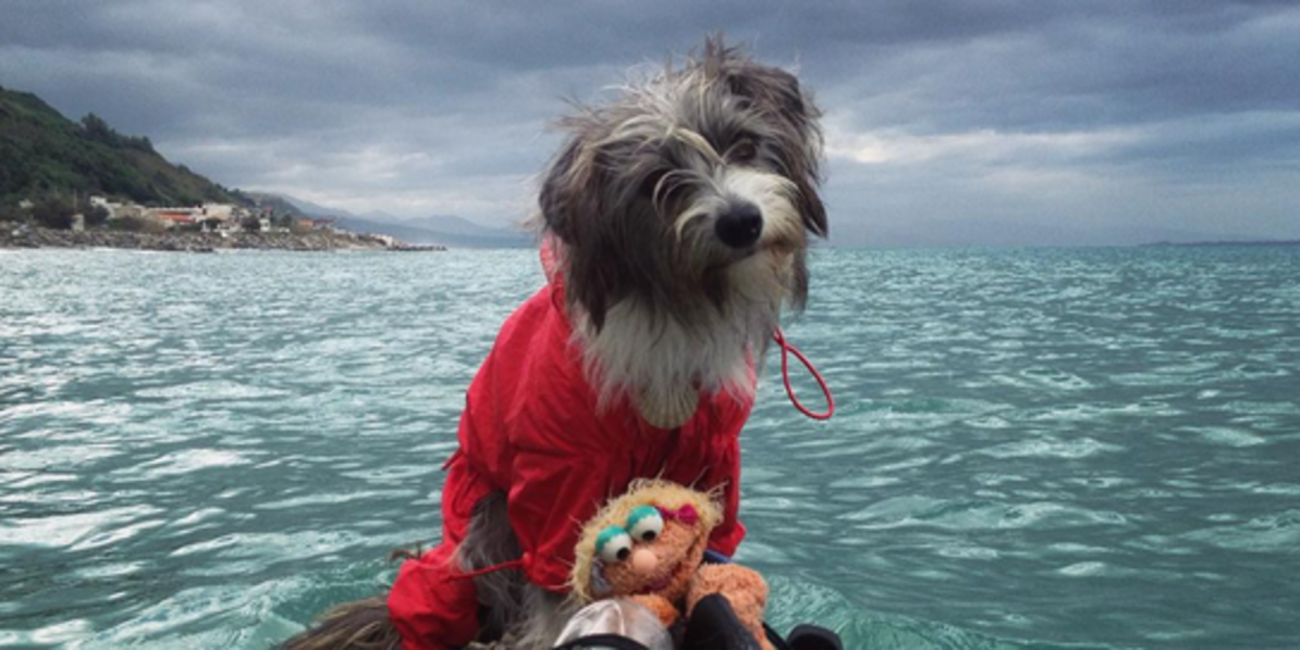 Sailor dog. Nirvana voyage avec son maitre en kayak