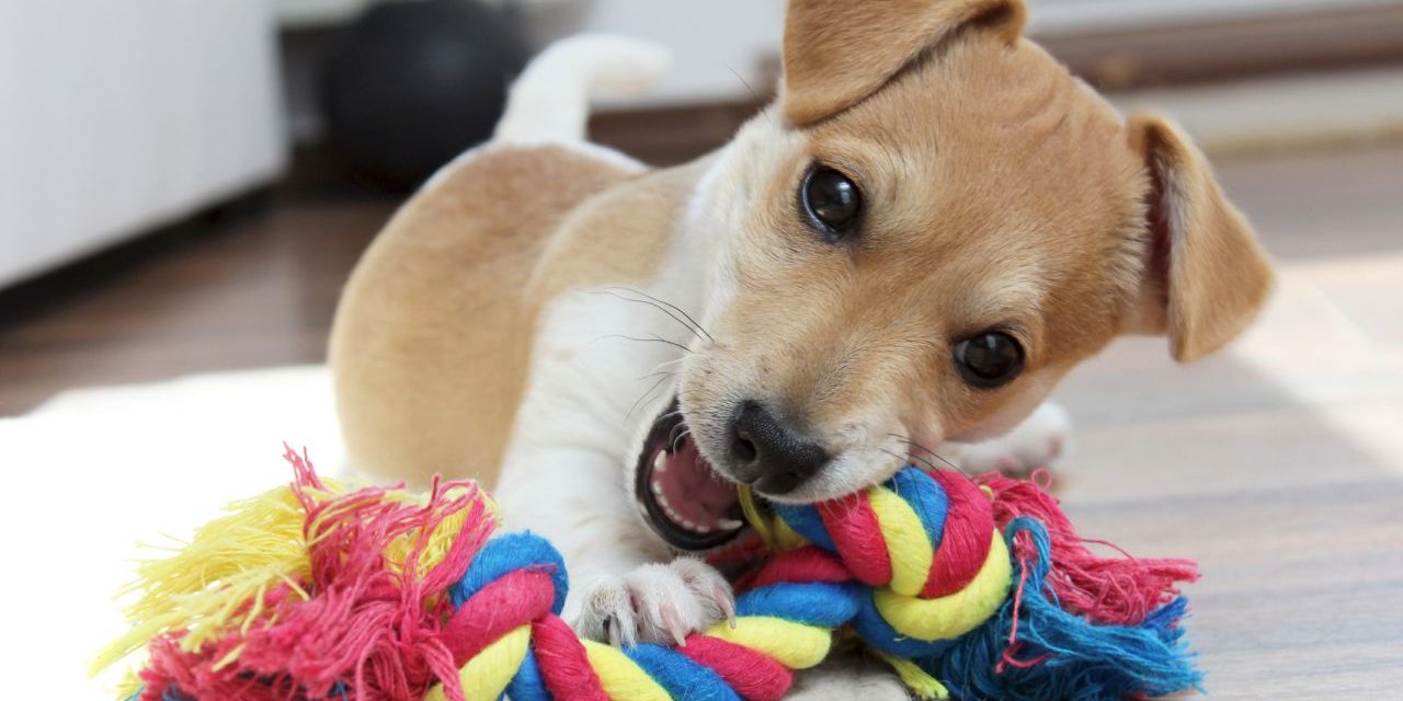 un chiot et son jouet