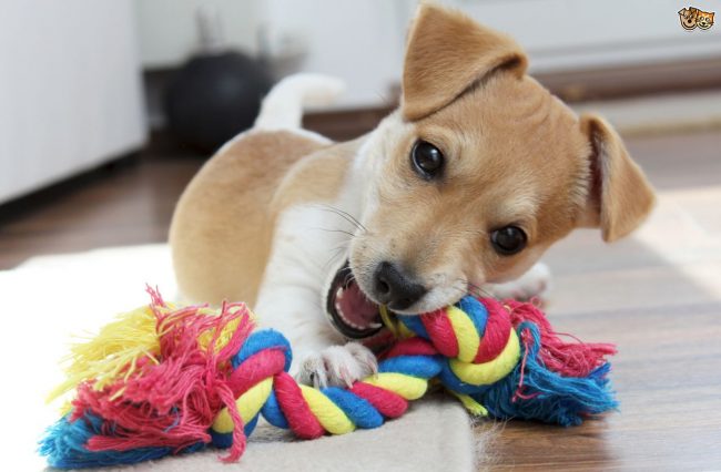 toy&puppy un chiot et son jouet