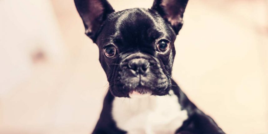 la communication chez le chien et le chat