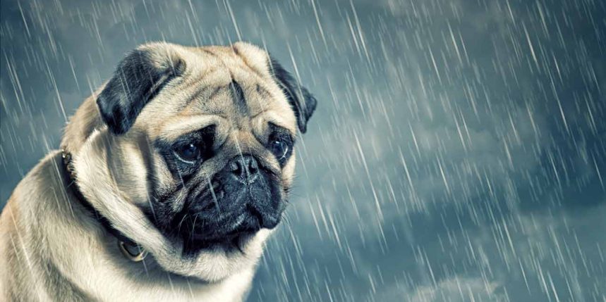 comportement canin. Le chien triste