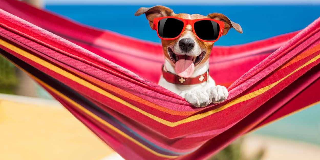 Le blog pour chien. Jack Russel