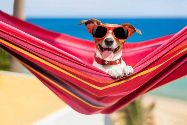 jack-russel-le-blog-pour-chien Le blog pour chien. Jack Russel