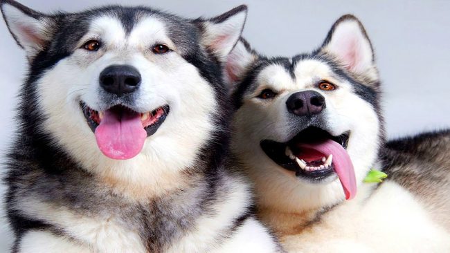 Le husky et le sport. Conseils pour chien Le blog pour chien- Le husky