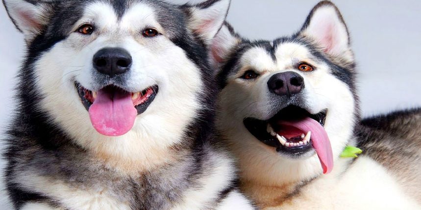 Le blog pour chien- Le husky