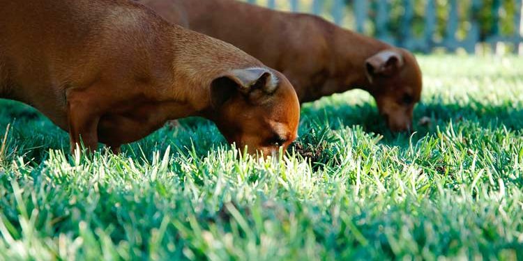 odorat-chien l'odorat du chien
