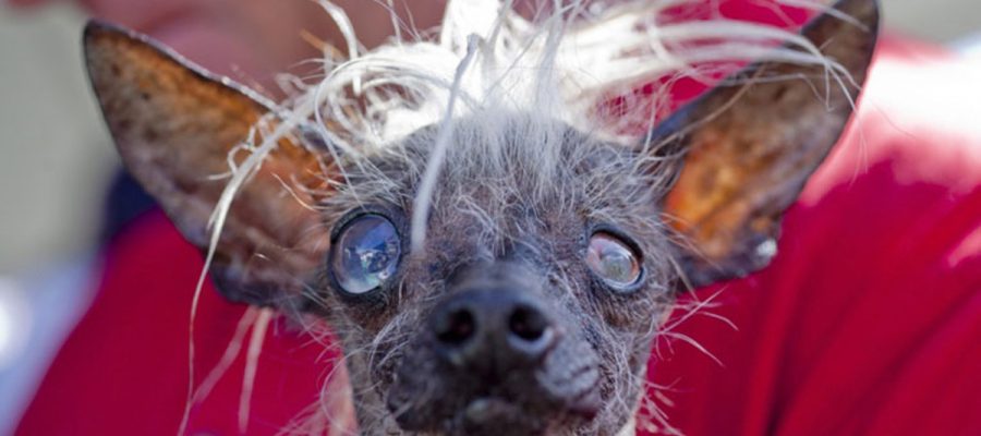 Le bloblog, c'est le blog des animaux qui propose des vidéos insolites avec des chiens hors du commun Le bloblog, c'est le blog des animaux qui propose des vidéos insolites avec des chiens hors du commun