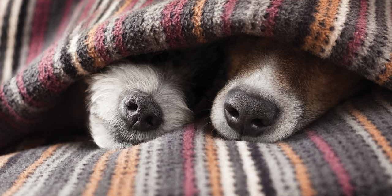 Le repos et le sommeil de mon chien explication et conseils