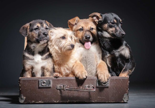 humeur-de-chien Humeur de chien, blog conseils pour chiens