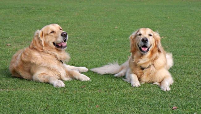 le-golden-retriever-bloblog Le golden retriever et le comportement canin