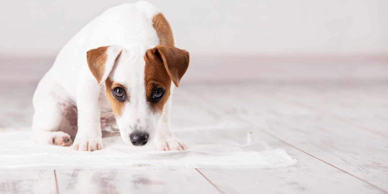Apprendre au chiot à être propre dans la maison? Conseils de pros