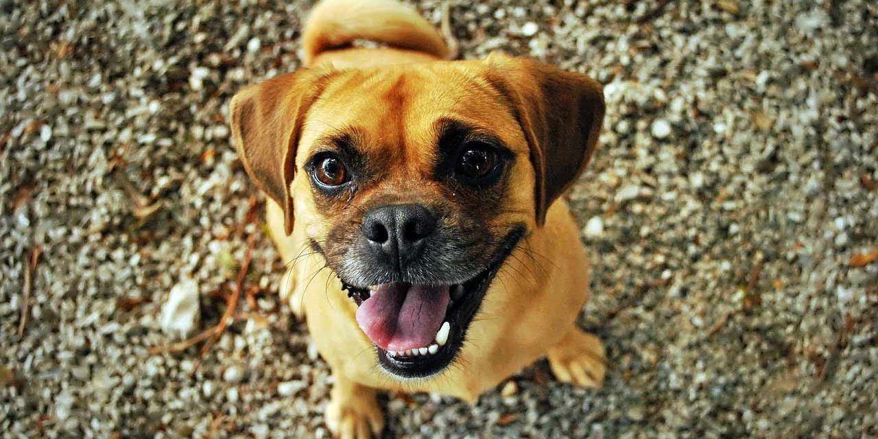 Dog dancing, conseils pour éduquer son chien sur le bloblog