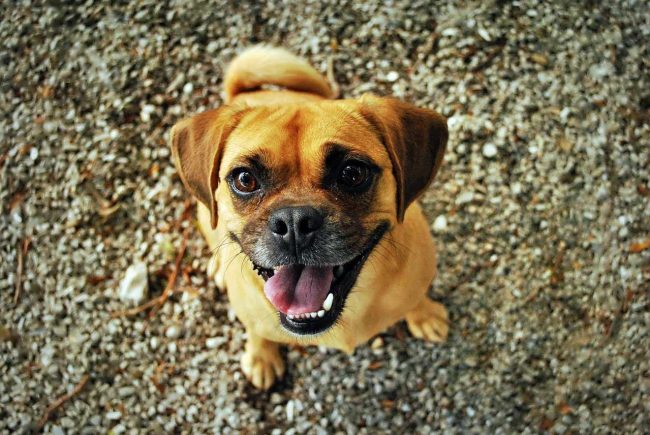 dang-dancing-bloblog Dog dancing, conseils pour éduquer son chien sur le bloblog
