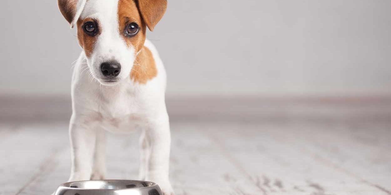 apprendre la propreté au chiot