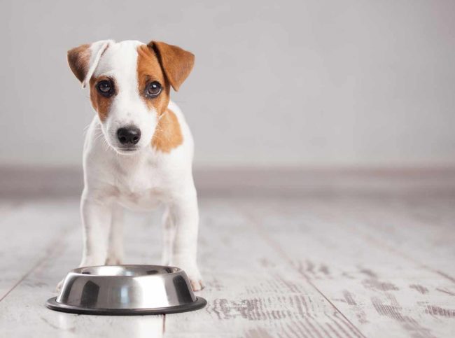 la-proprete-des-chiots apprendre la propreté au chiot