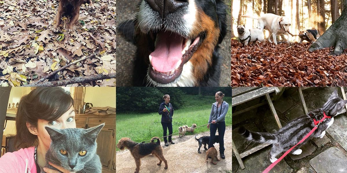Promenades et garde d’animaux domestiques à Bruxelles Dog walking et cat sitting pour animaux domestiques dans le Brabant Wallon