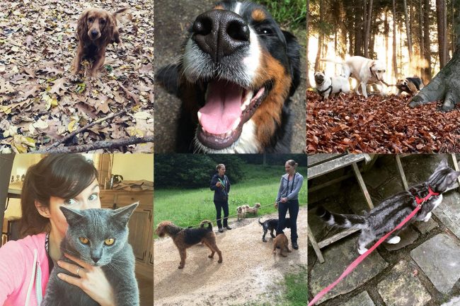 Promenades et garde d’animaux domestiques à Bruxelles Dog walking et cat sitting pour animaux domestiques dans le Brabant Wallon