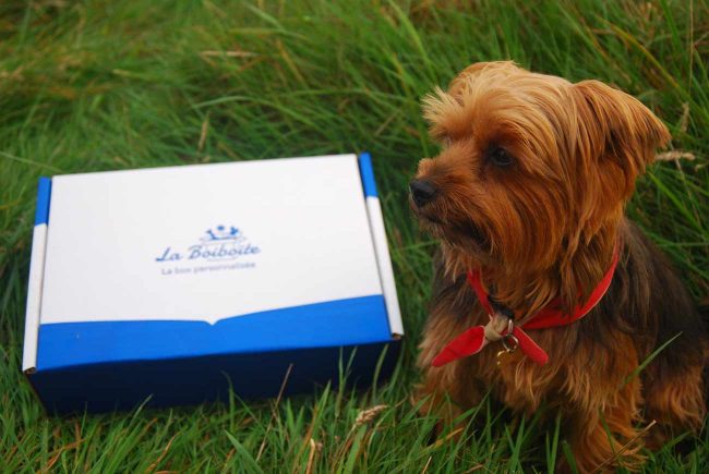La box surprise pour chat et pour chien