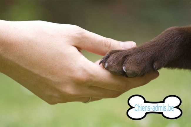 Le bloblog présente chiens-admis.be, une annuaire de bonnes adresses pour les chiens