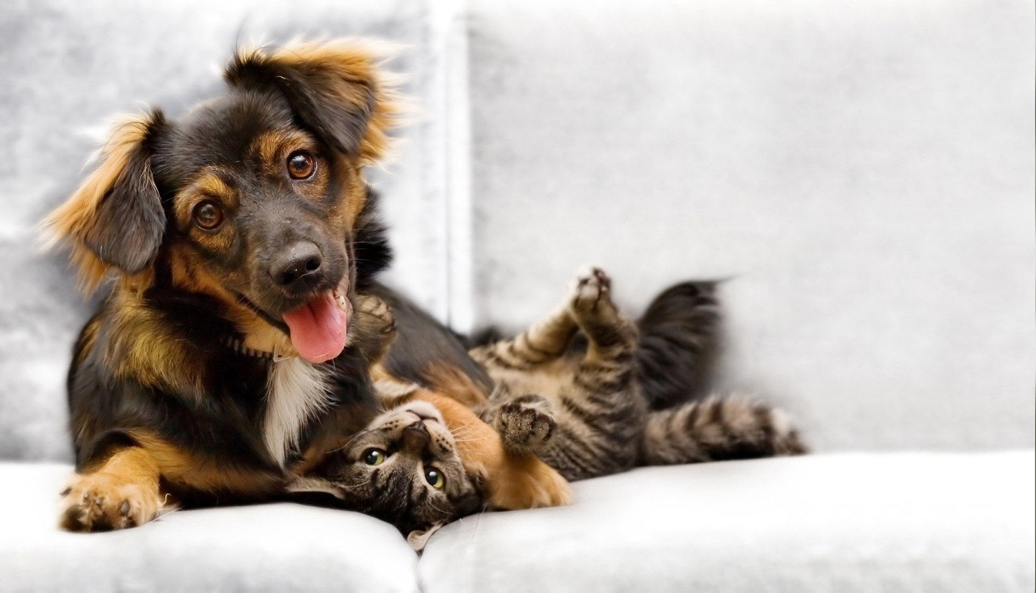 Les chiens et les chats, les stars du bloblog