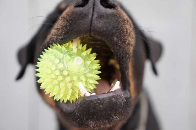education-chien-rangement Comment éduquer son chien au rangement. Conseils pour chien