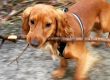 A Bruxelles, Jack propose du service dog walking de laisse moi promener