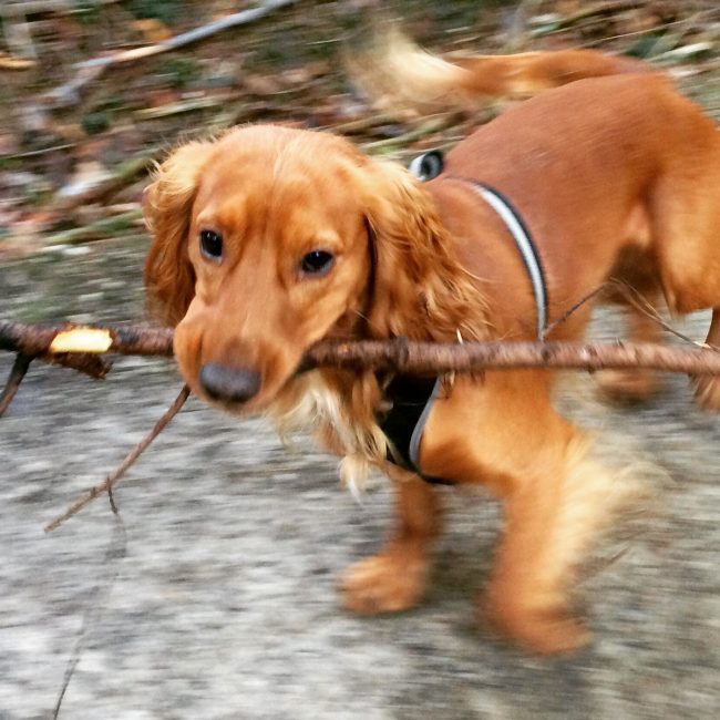 Jack s’amuse avec ses amis pendant ses balades quotidiennes à Bruxelles A Bruxelles, Jack propose du service dog walking de laisse moi promener