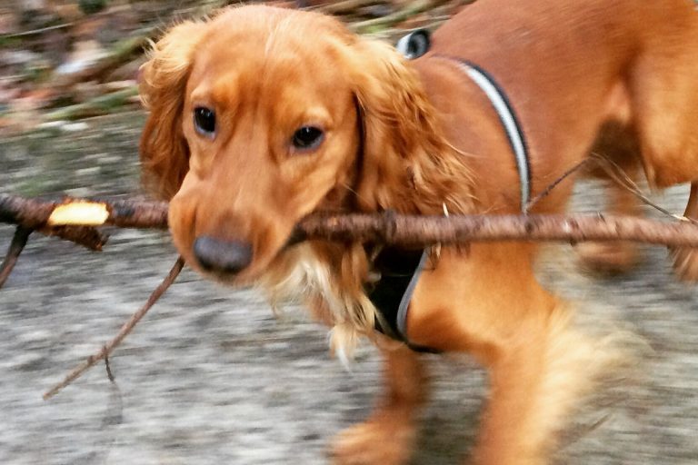 Jack s’amuse avec ses amis pendant ses balades quotidiennes à Bruxelles A Bruxelles, Jack propose du service dog walking de laisse moi promener