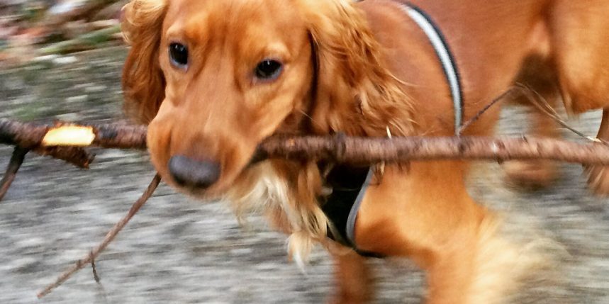 A Bruxelles, Jack propose du service dog walking de laisse moi promener