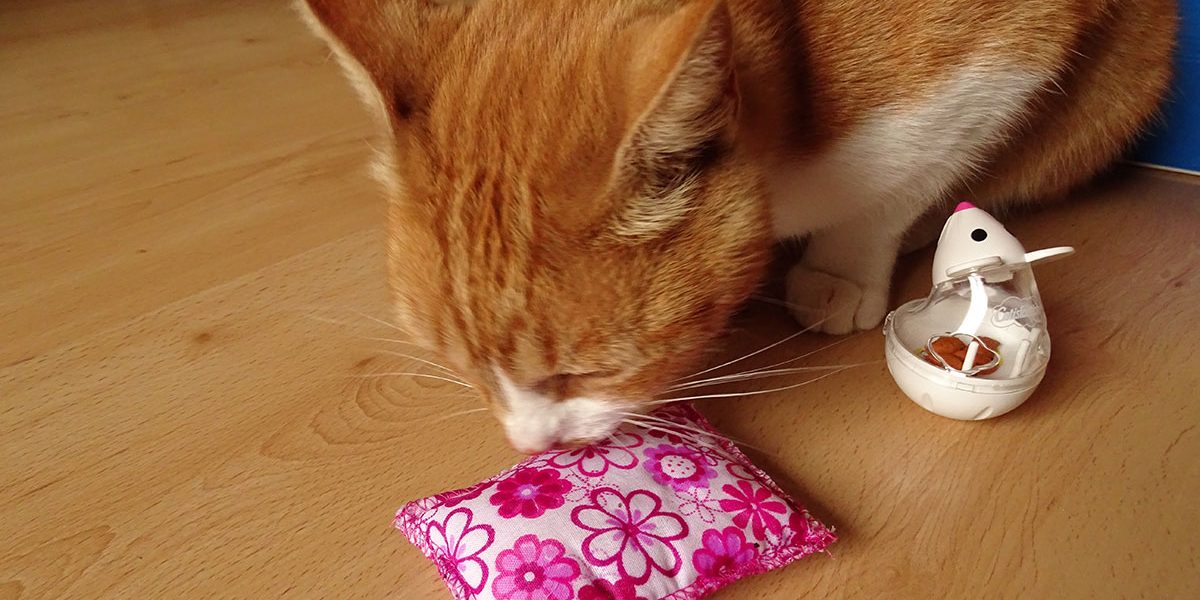 Weasley et la box cadeau pour chat de septembre