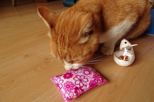 Weasley et la box cadeau pour chat de septembre