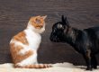 La boiboite, LA box pour animaux, pas seulement pour chat et pour chien