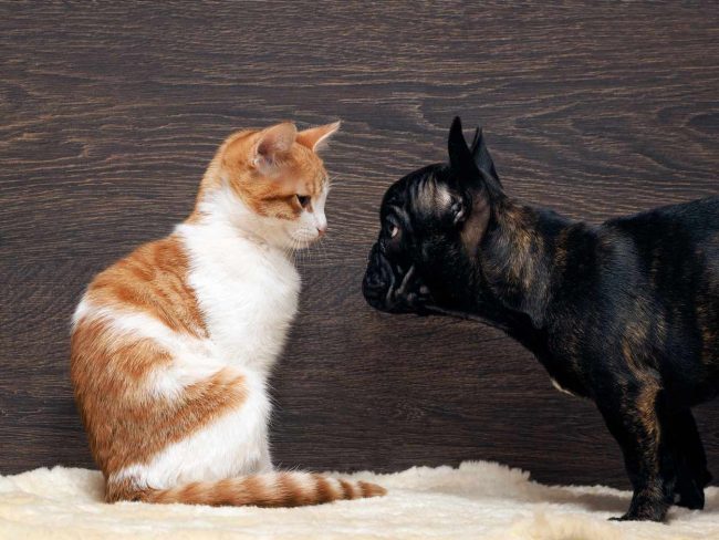 La boiboite, LA box pour animaux, pas seulement pour chat et pour chien