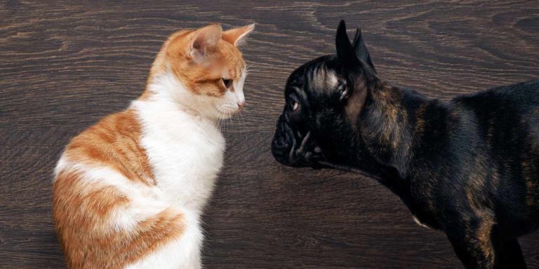 La boiboite, LA box pour animaux, pas seulement pour chat et pour chien