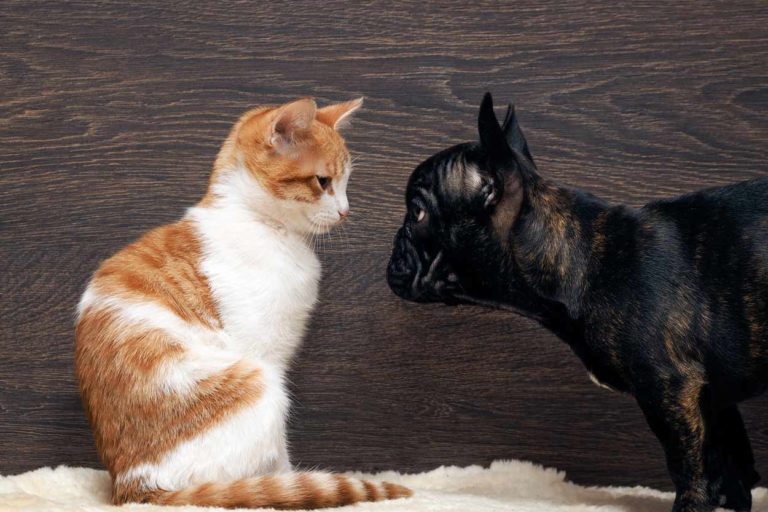 labox-pour-animaux La boiboite, LA box pour animaux, pas seulement pour chat et pour chien