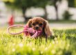 La boiboite à des solutions pour les chiens qui s'ennuie