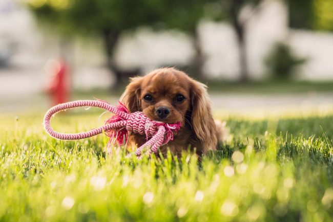 laboiboite-chien-s-ennuie La boiboite à des solutions pour les chiens qui s'ennuie