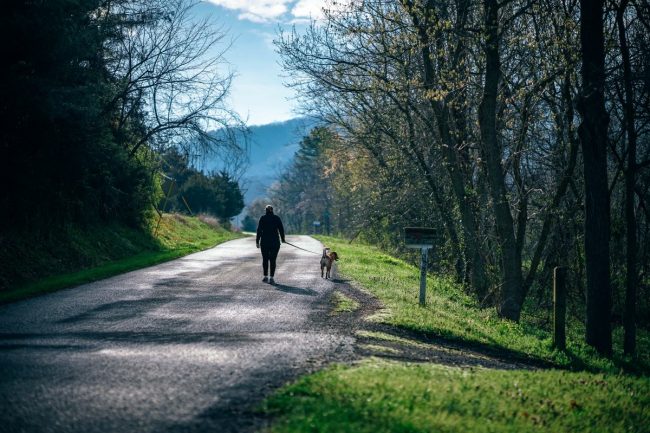 Comment promener son chien