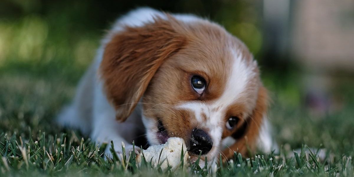 Géraldine niego comportementaliste canin
