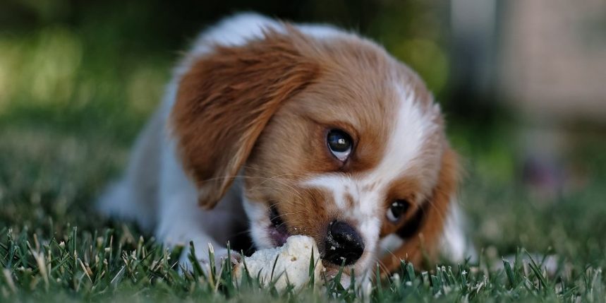 Géraldine niego comportementaliste canin