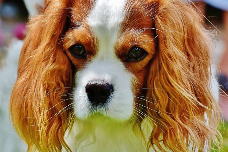 dog-cavalier-king-charles-spaniel-funny-pet-162123