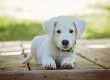 comment preserver son chien